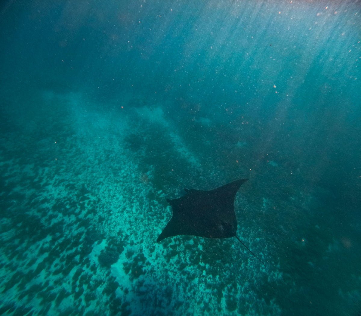 Komodo Island Manta Ray