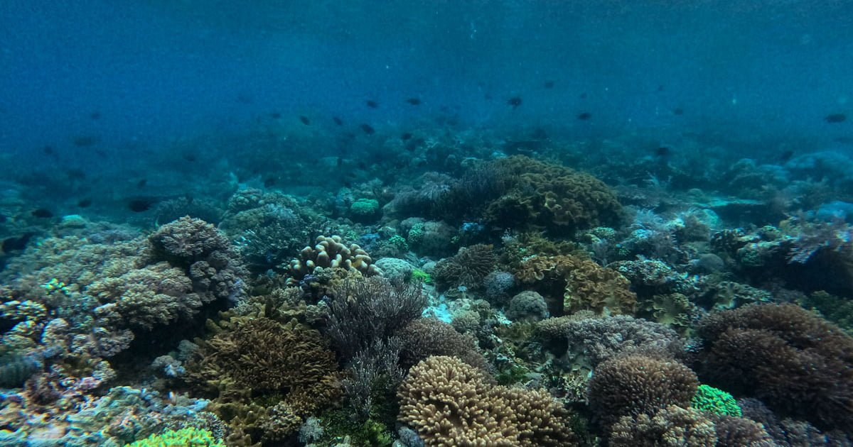 eazycation Komodo Island Coral