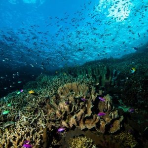 [7D6N] Diving/Snorkeling in Banda Neira