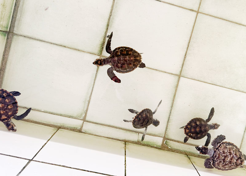 Sea turtles hatchling