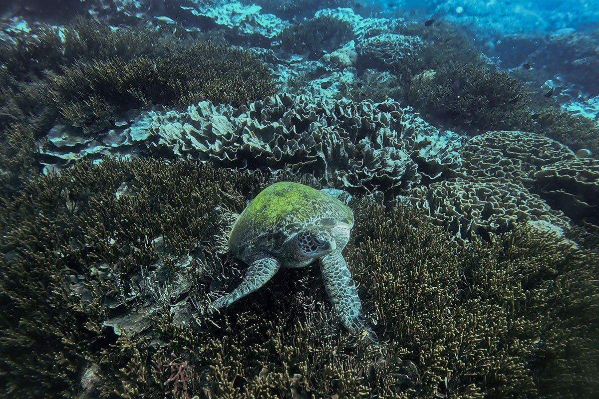 Komodo Island Sea Turtle