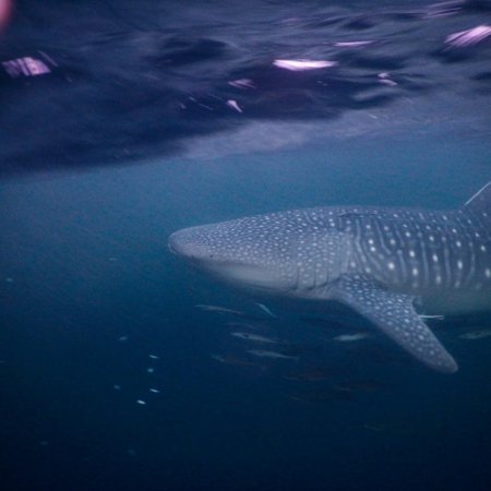 Eazycation-Derawan
