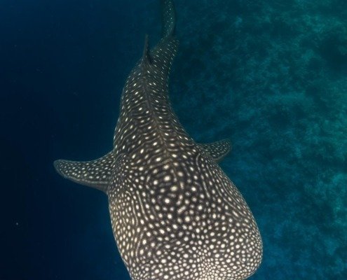 Eazycation-Derawan Eazycation-Derawan