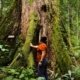 Rainforest